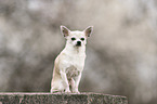 sitting Chihuahua