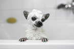 Chihuahua in a bathtub