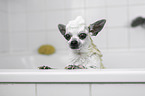 Chihuahua in a bathtub