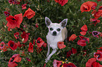 sitting Chihuahua