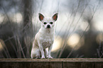 sitting Chihuahua
