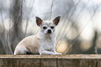 lying Chihuahua