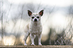 Chihuahua