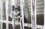 standing Chihuahua