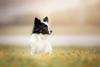 sitting Chihuahua