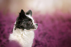 Chihuahua Portrait