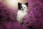 sitting Chihuahua