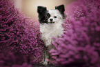 Chihuahua Portrait