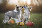 Chihuahua and Sheltie