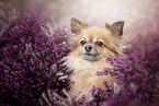 Chihuahua Portrait