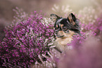 Chihuahua Portrait