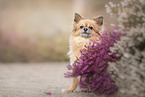 sitting Chihuahua