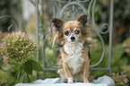 sitting Chihuahua