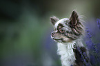 Chihuahua Portrait