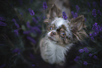 Chihuahua Portrait