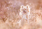 begging Chihuahua