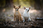 2 Chihuahua