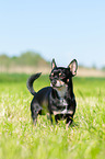 standing Chihuahua