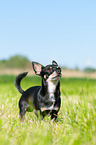 standing Chihuahua