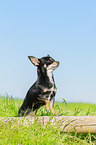 standing Chihuahua