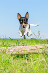 Chihuahua jumps over tree trunk