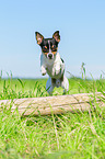 Chihuahua jumps over tree trunk