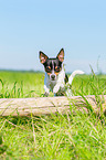 Chihuahua jumps over tree trunk