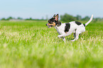 running Chihuahua