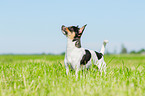 standing Chihuahua