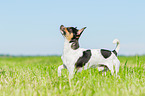 standing Chihuahua