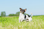 running Chihuahua