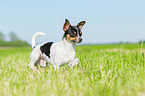running Chihuahua