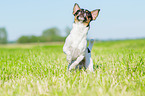 running Chihuahua