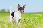 standing Chihuahua
