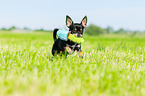 running Chihuahua