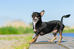 Chihuahua