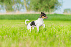 running Chihuahua