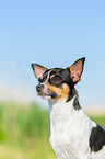 Chihuahua Portrait