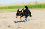 running Chihuahua