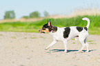 running Chihuahua
