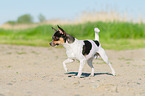 running Chihuahua