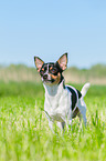standing Chihuahua