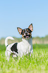 standing Chihuahua