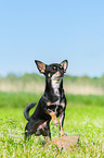 standing Chihuahua