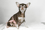 pregnant female chihuahua