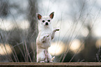 Chihuahua