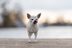 standing Chihuahua