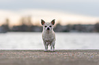 standing Chihuahua