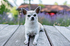 lying Chihuahua