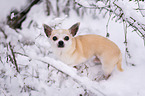 Chihuahua in the snow